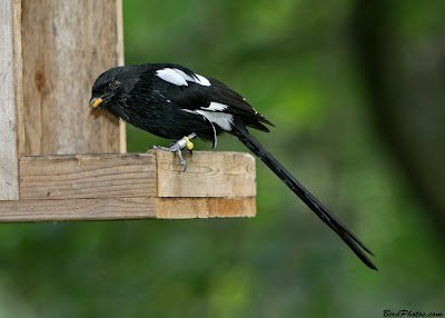 Cendet - Magpie Shrike (Urolestes melanoleucus) All African